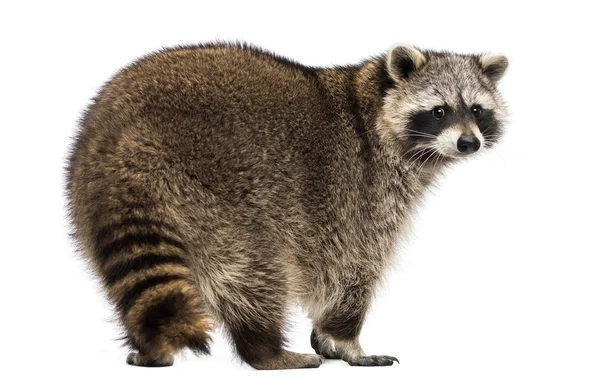 Rear view of a Racoon, Procyon Iotor, standing, isolated on whit — Stock Photo, Image