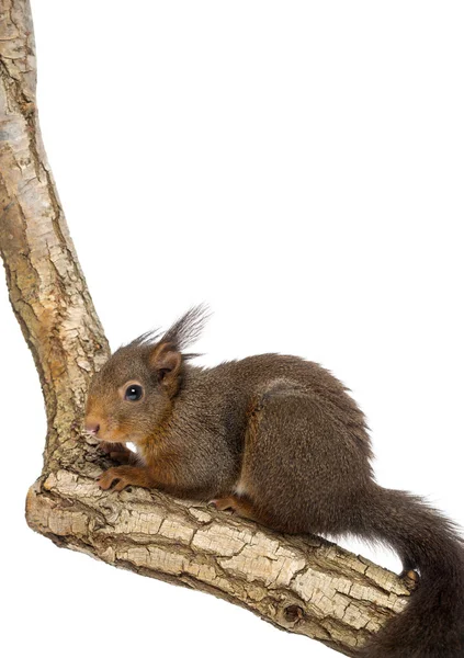 Vörös mókus vagy eurázsiai vörös mókus, Sciurus vulgaris, standin — Stock Fotó