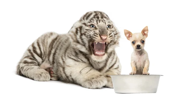 Weißes Tigerbaby schreit einen Chihuahua-Welpen an, isoliert an — Stockfoto
