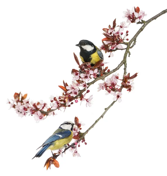 Great Tit and Blue Tit perched on a blossoming branch, isolated — Stock Photo, Image