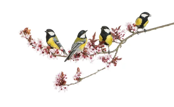 Gruppe männlicher Kohlmeisen, parus major, isoliert — Stockfoto