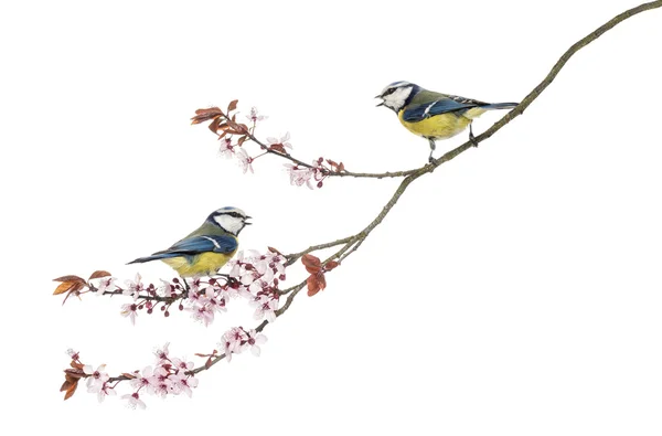 Two Blue Tits whistling on a flowering branch, Cyanistes caerule — Stock Photo, Image