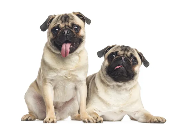 Two pugs sticking the tongue out, isolated on white — Stock Photo, Image