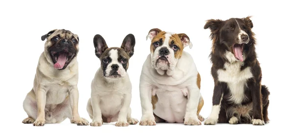 座って、白で隔離される犬のグループ — ストック写真