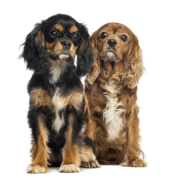 Two Cavalier King Charles sitting, isolated on white — Stock Photo, Image