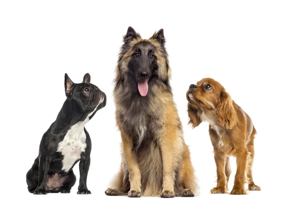 Grupo de perros, aislados en blanco — Foto de Stock