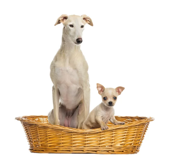 Cachorro Whippet y Chihuahua en canasta de mimbre, aislado en blanco — Foto de Stock