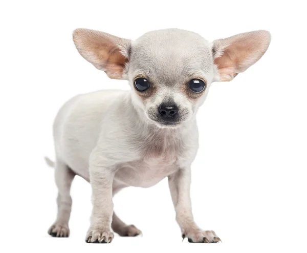 Chihuahua welpe stehend, in die kamera schauend, 4 monate alt, ich — Stockfoto