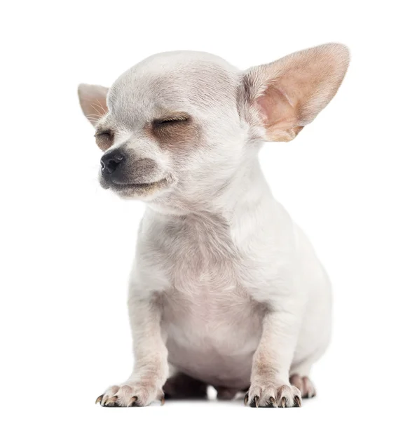 Chihuahua valp sittande ögon stängda, 4 månader, isolerad på vit — Stockfoto