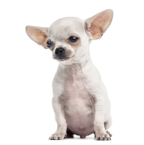 Chihuahua cucciolo seduto, 4 mesi, isolato su bianco — Foto Stock