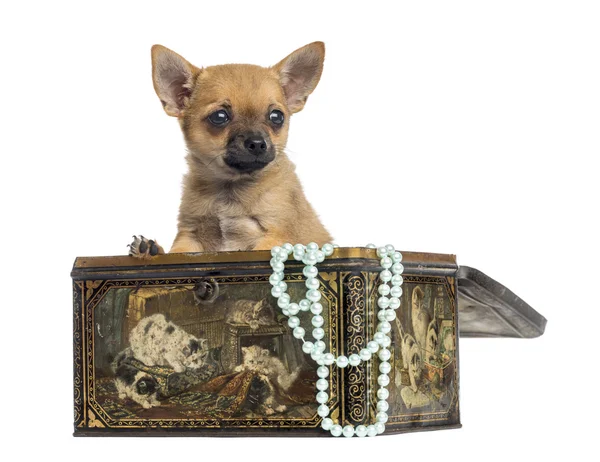 Chihuahua cachorro en una caja vintage, 4 meses de edad, aislado en whit —  Fotos de Stock