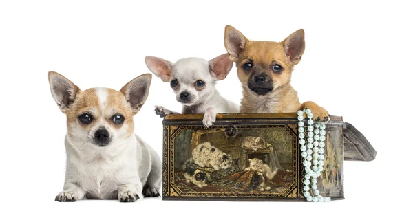 Group of Chihuahuas in a vintage box, isolated on white — Stock Photo, Image