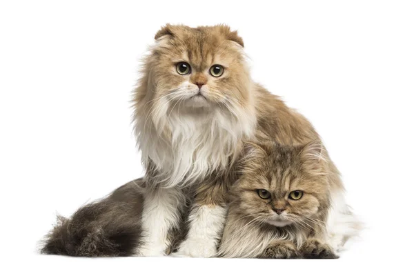 Highland Fold sitting above British Longhair, isolated on white — Stock Photo, Image