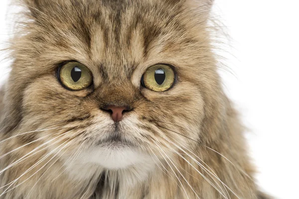 Close-up of a British Longhair, isolated on white — Stock Photo, Image