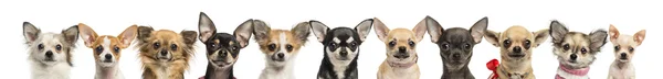 Grupa Chihuahua, na białym tle — Zdjęcie stockowe