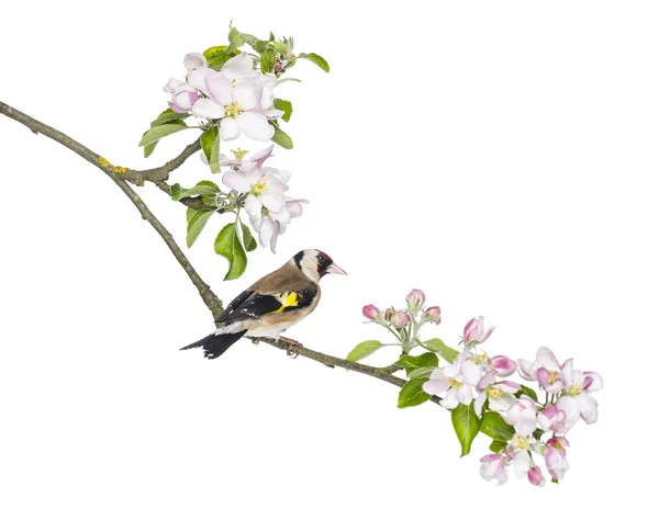 European Goldfinch, carduelis carduelis, perched on a flowering — Stock Photo, Image