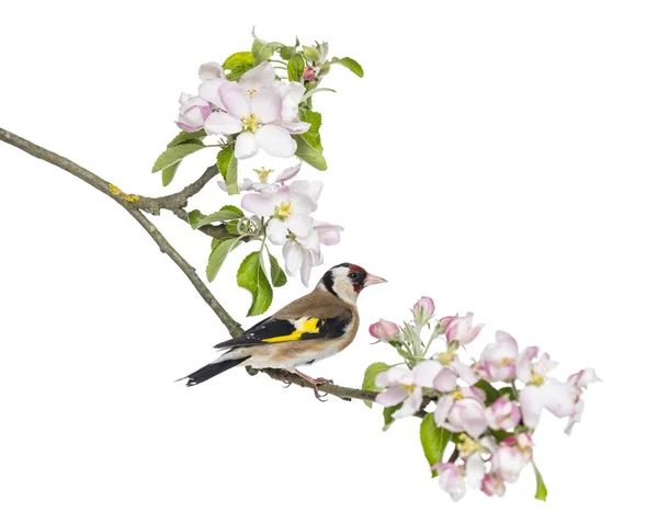 Europeiska goldfinch, carduelis carduelis, uppflugen på en blommande — Stockfoto