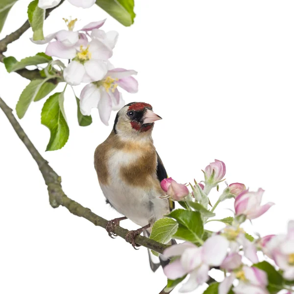 Saka kuşu, carduelis carduelis, çiçekli üzerinde tünemiş — Stok fotoğraf