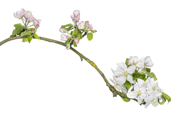 Branche de cerisier japonais, Prunus serrulata, floraison, isolat — Photo