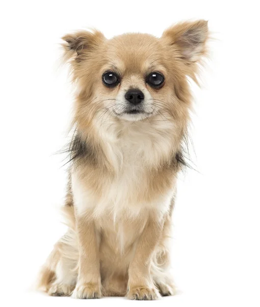 Chihuahua ül és néz, néz a kamerába, elszigetelt — Stock Fotó