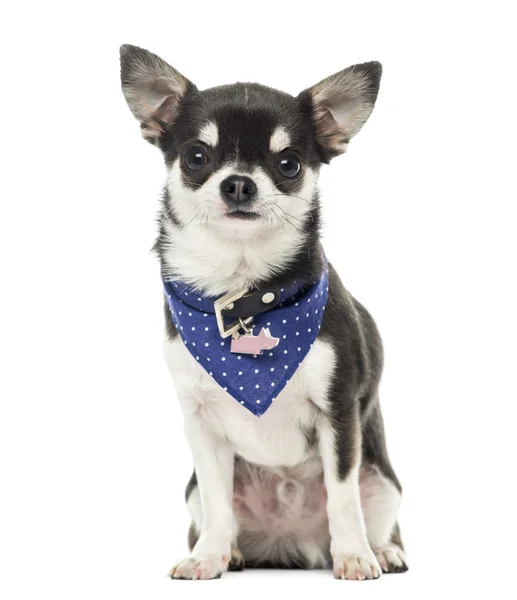 Chihuahua vistiendo un collar de bandana, sentado, aislado en blanco — Foto de Stock