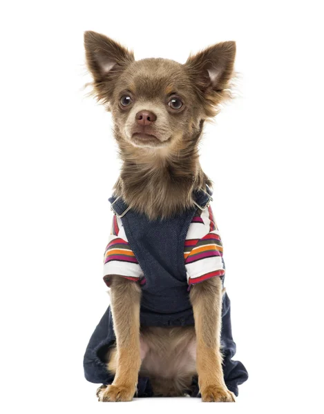 Vestido de Chihuahua sentado, de frente, isolado em branco — Fotografia de Stock