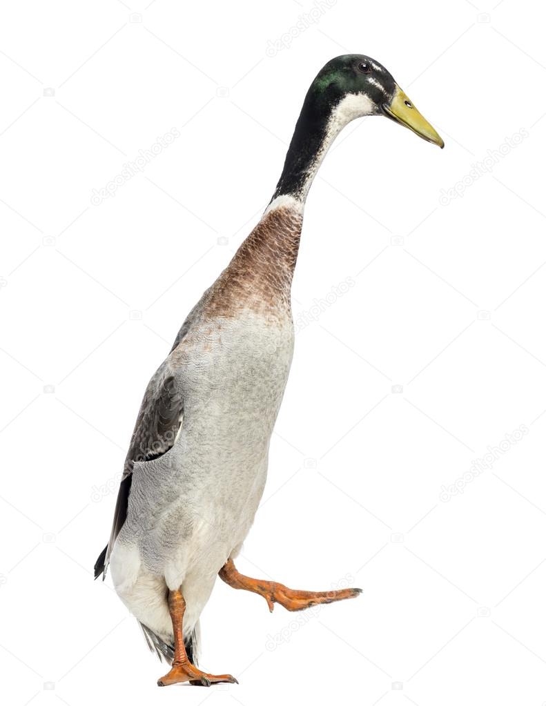 Male Indian Runner Duck Anas Platyrhynchos Domesticus Walking Stock Photo By C Lifeonwhite 28691019