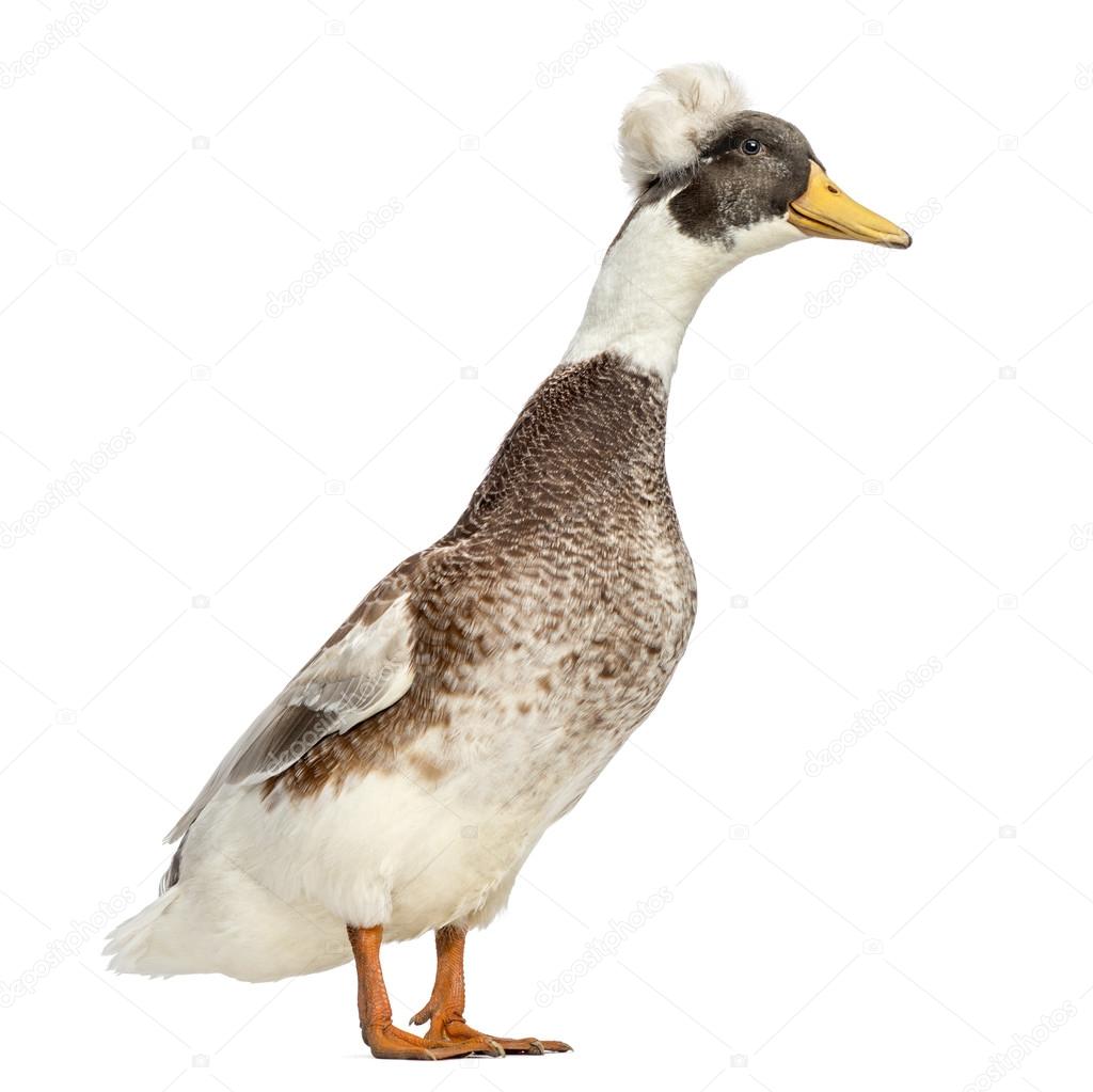 Männliche Haubenenten, specularioides, stehend, isoliert