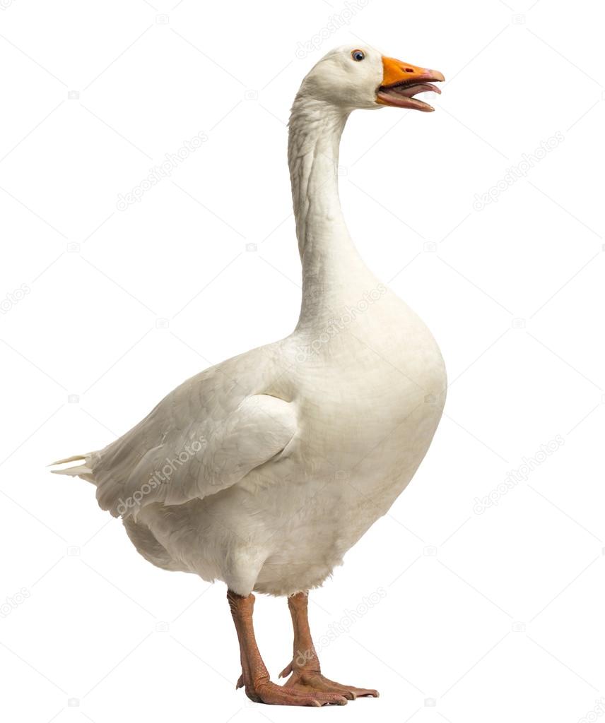 Domestic goose, Anser anser domesticus, standing and clucking, i