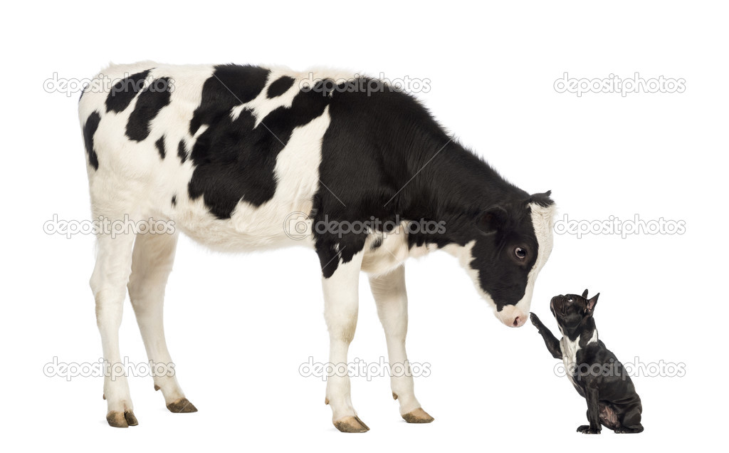 French bulldog reaching at a veal, isolated on white