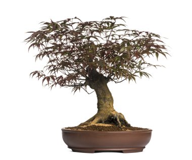 akçaağaç bonsai ağacı, beyaz izole