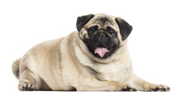 yalan ve nefes nefese, üzerinde beyaz izole pug