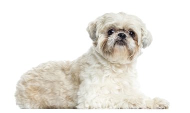 Shih tzu yalan, beyaz izole
