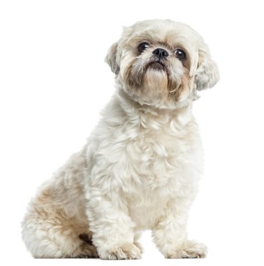 Shih tzu oturmuş, üzerinde beyaz izole
