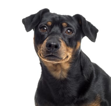 wh izole pinscher ve jagterrier bir azman, yakın çekim