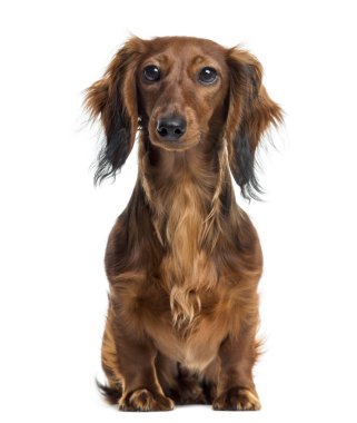 Dachshund oturma ve karşısında, izole üzerinde beyaz