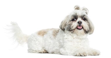 Shih tzu nefes nefese, yalan, beyaz izole