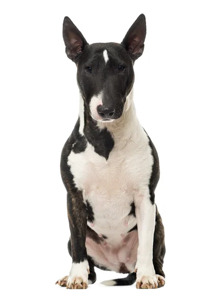 Bull Terrier Miniature sitting, isolated on white — Stock Photo, Image