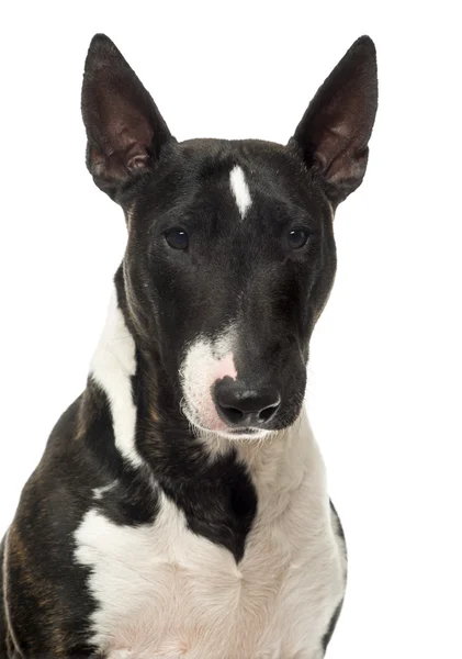 Close up of a Bull Terrier Miniature, isolated on white — Stock Photo, Image