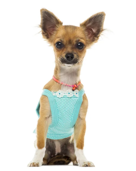 Gekleideter Chihuahua sitzend, zugewandt, isoliert auf weiß — Stockfoto