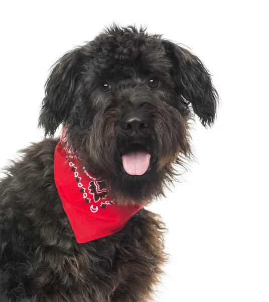 Bir Bouvier des Flandres yakın çekim, panting, bandana okumak ile ,