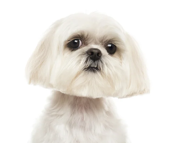 Närbild på en shih tzu tittar på kameran, isolerad på vit — Stockfoto