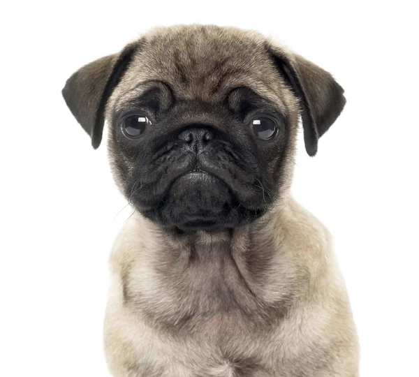 Close up of a Pug puppy, 2 months old, isolated on white — Stock Photo, Image