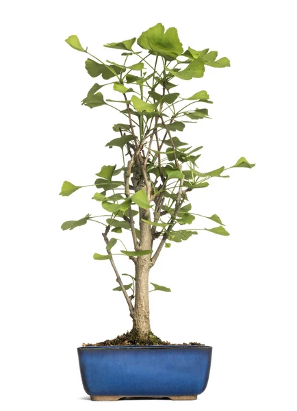 Jinan dvoulaločný strom bonsai, jinanovité, izolované na bílém — Stock fotografie