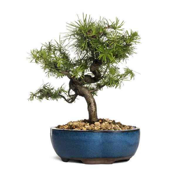 Modřínu bonsaje strom, larix decidua, izolované na bílém — Stock fotografie