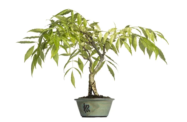 Glyzinien-Bonsai-Baum, isoliert auf weiß — Stockfoto