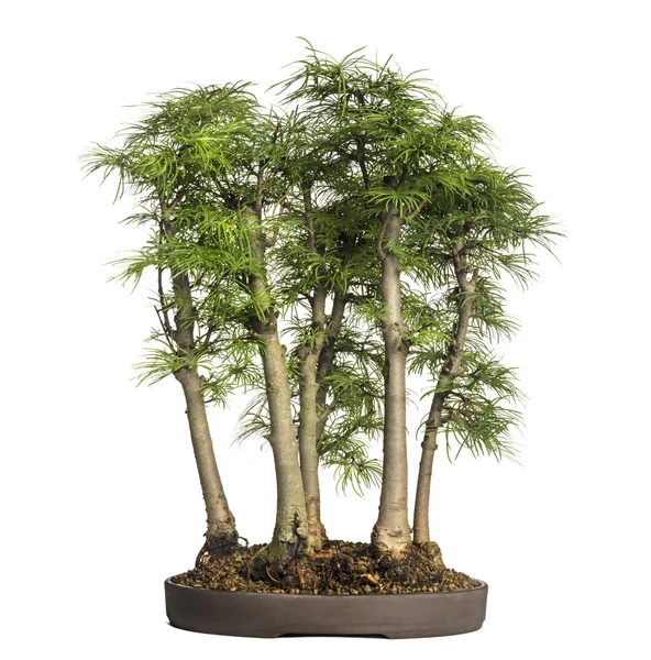 Goldene Lärche, Bonsai-Baum, Pseudolarix amabilis, isoliert auf — Stockfoto