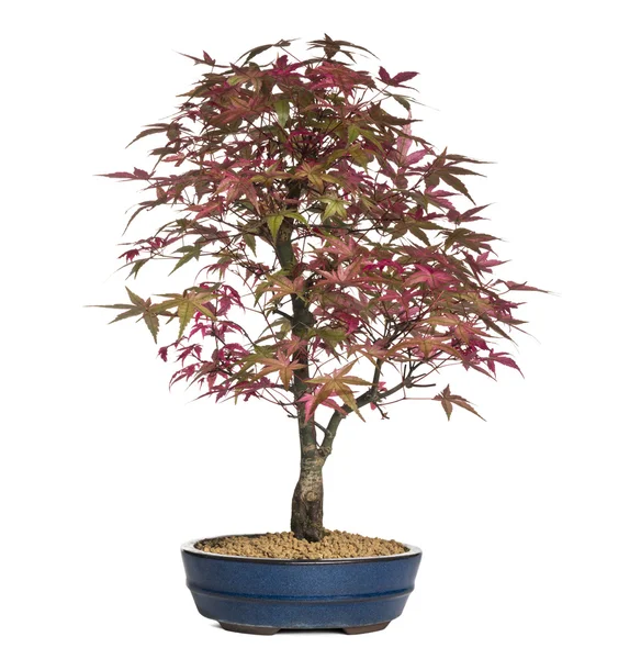 Akçaağaç bonsai ağacı, beyaz izole — Stok fotoğraf