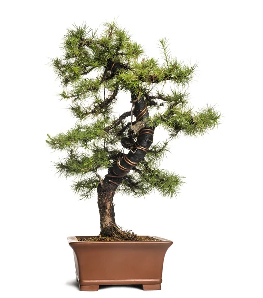 Árbol de bonsái de alerce, Larix, aislado en blanco — Foto de Stock