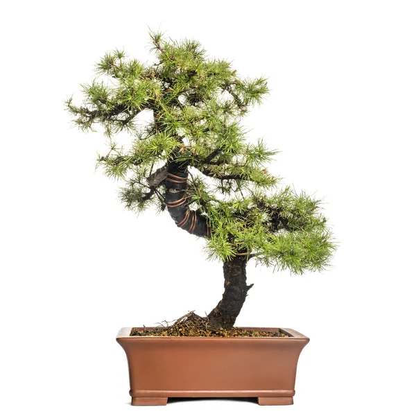 Modřín bonsaje strom, larix, izolované na bílém — Stock fotografie